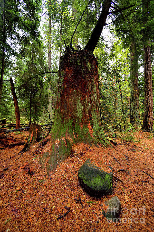 Vancouver - Stanley Park Tree Settings 2 - 2017 Photograph by Terry Elniski