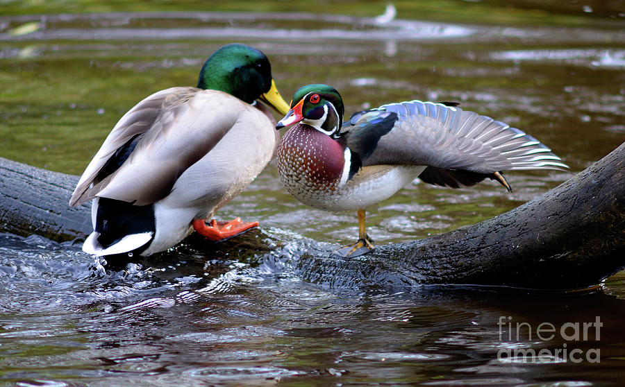Vancouver Wood Duck Stretching Photograph by Terry Elniski