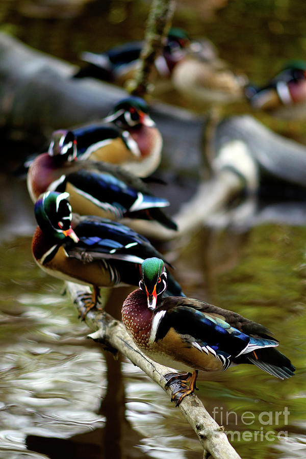 Vancouver Wood Ducks All In A Row Photograph by Terry Elniski