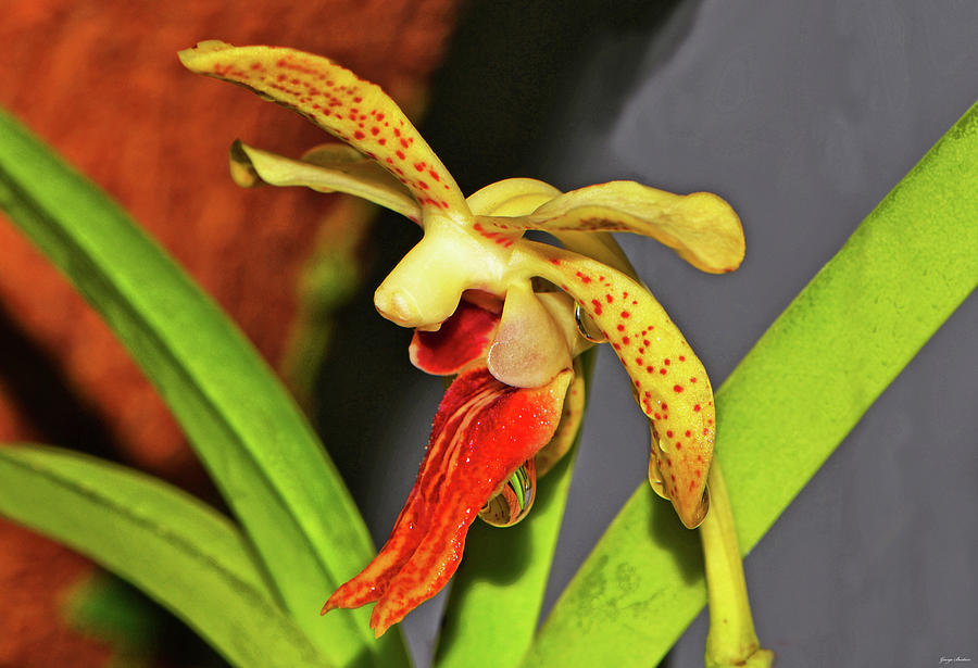 Vanda - Bill Burke Orchid 001 Photograph by George Bostian