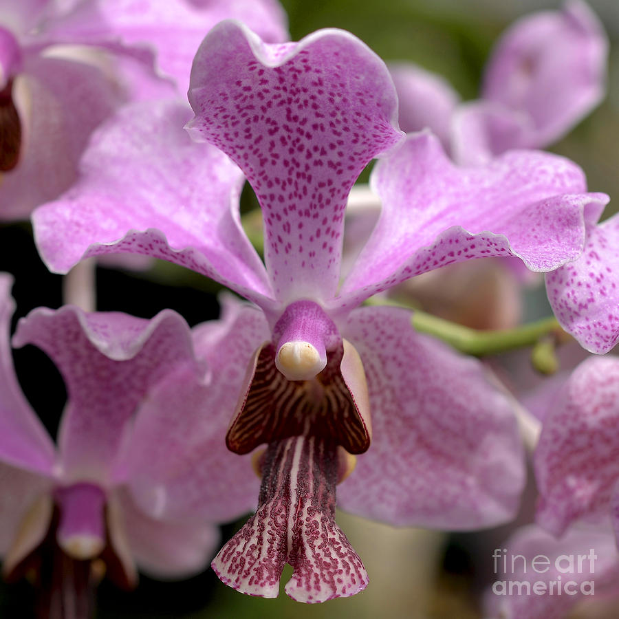 Orchid Photograph - Vanda Macro 8778 by Terri Winkler