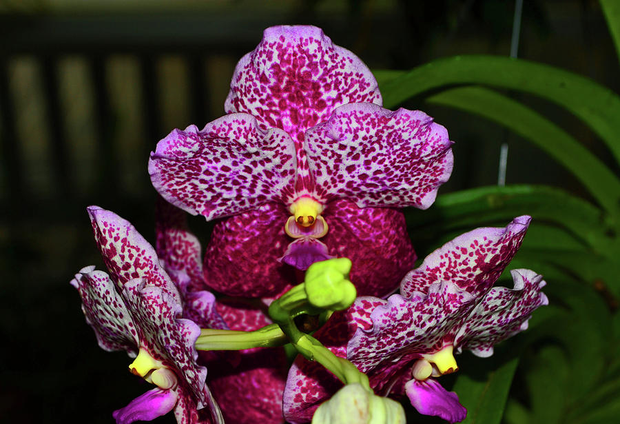Vanda Orchid 016 Photograph by George Bostian