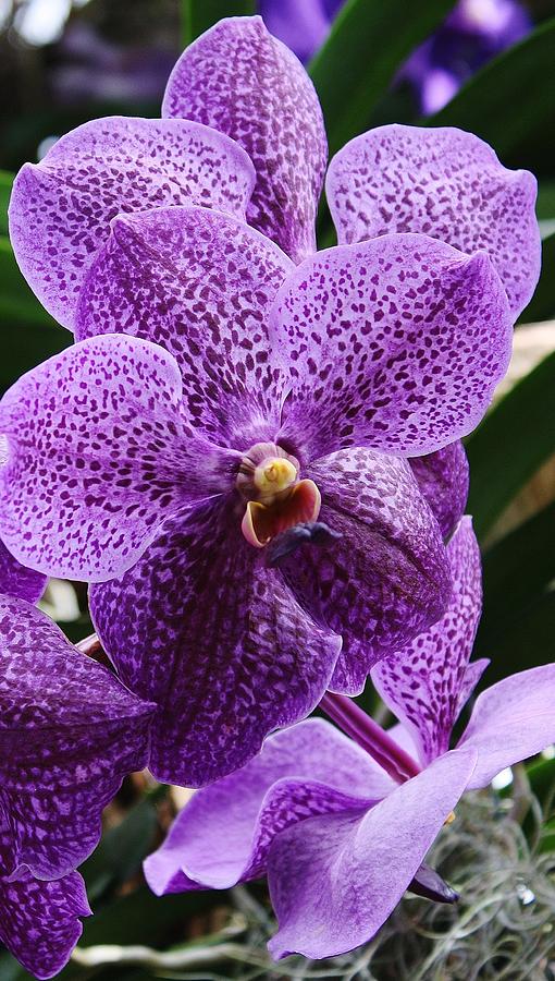 Vanda Orchid Photograph by Bruce Bley