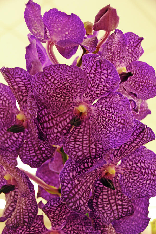 Vanda Orchid Elegance Photograph by Debbie Oppermann