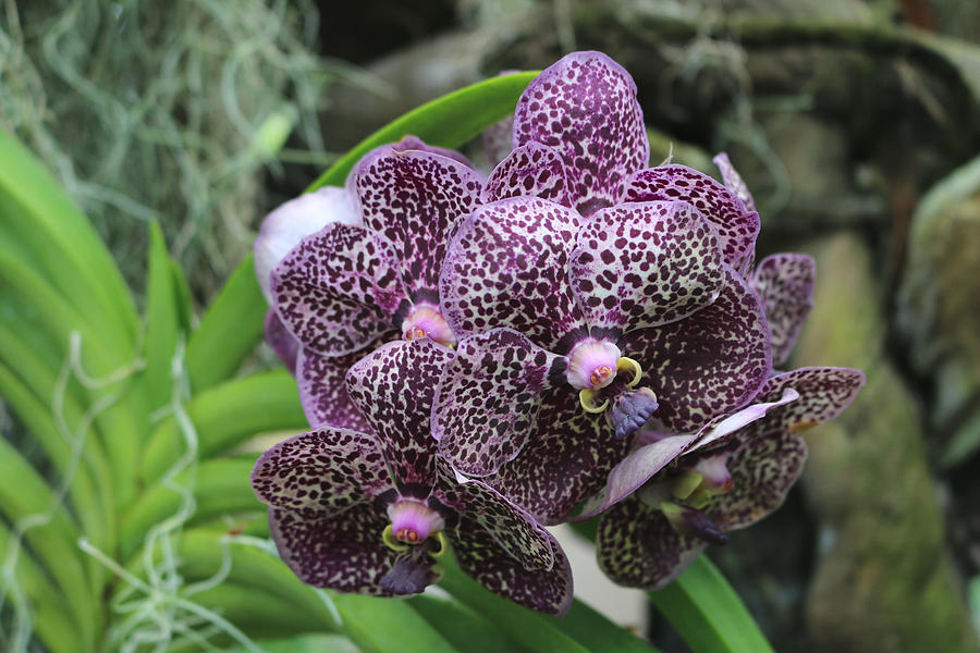 Vanda Orchid Photograph by Living Color Photography Lorraine Lynch