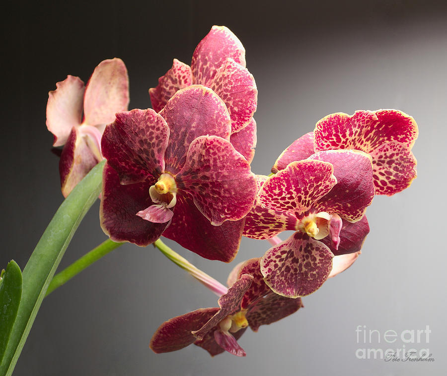 Vanda Orchid Portrait Photograph by Pete Trenholm