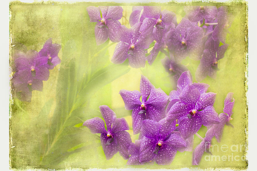 Vanda Orchid Queen Photograph by Marilyn Cornwell