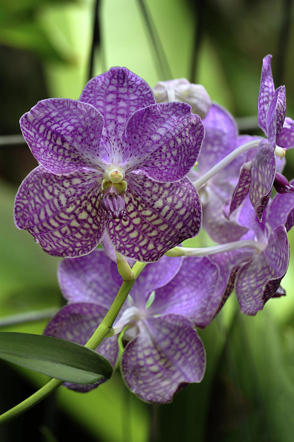 Vanda Orchid Photograph by Susan Rissi Tregoning