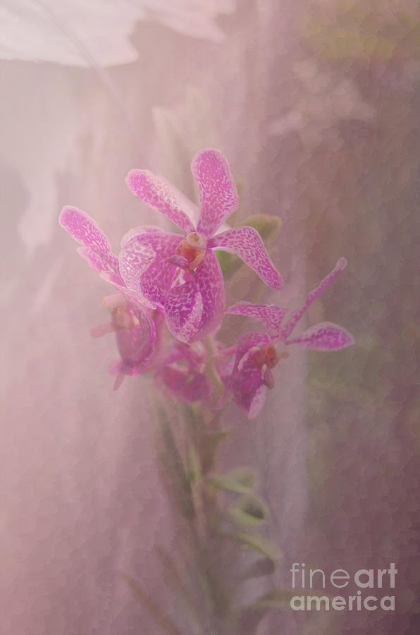 Vanda Orchid With Overlay Photograph by Michelle Meenawong