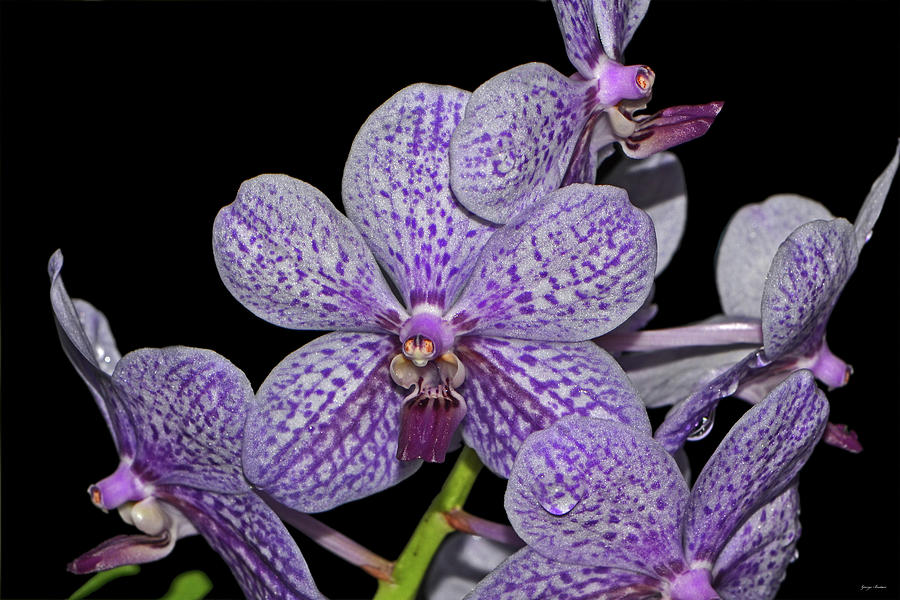 Vanda Orchids 008 Photograph by George Bostian