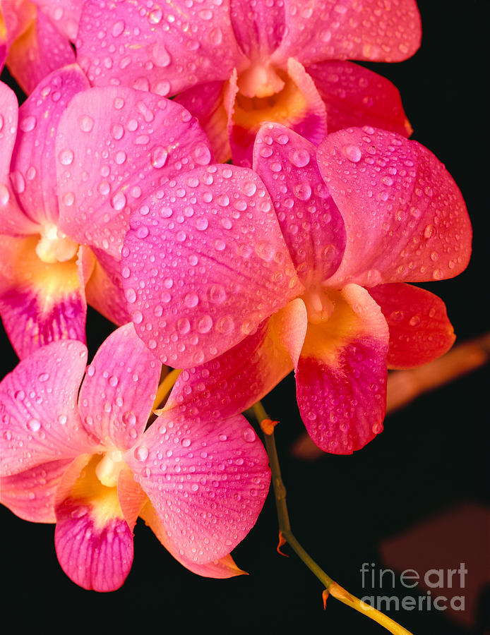 Orchid Photograph - Vanda Orchids by Carl Shaneff - Printscapes