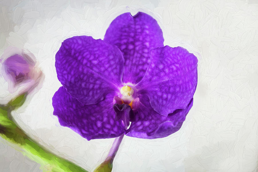 Vanda Orchids Pachara Delight Photograph by Rich Franco