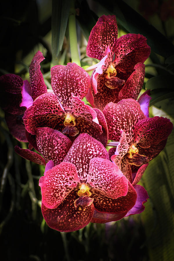 Orchid Photograph - Vanda orchids by Zina Stromberg