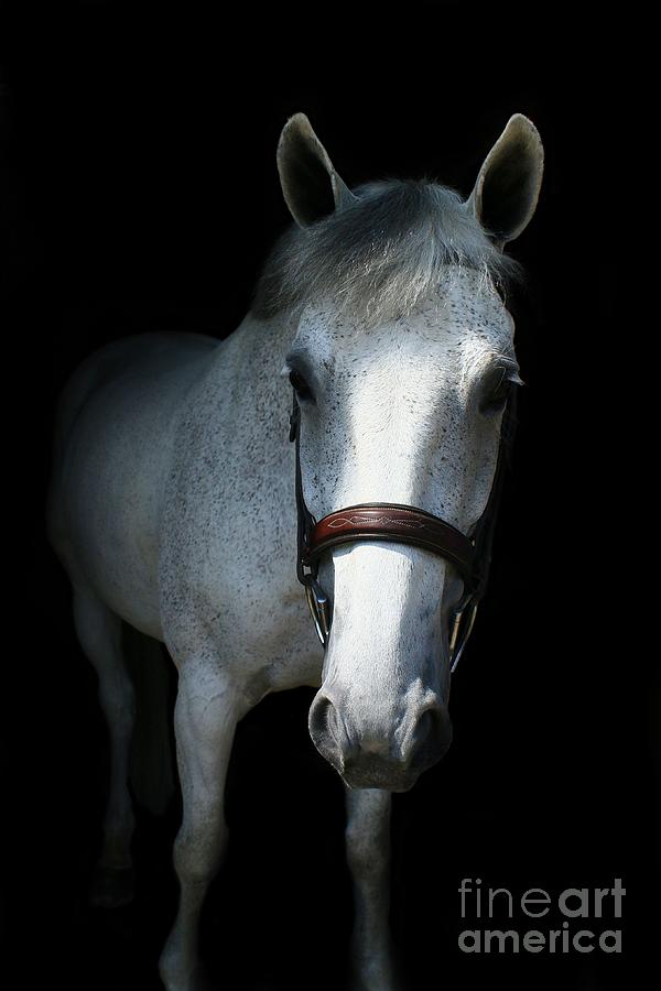 Vanessa-Ireland22 Photograph by Life With Horses