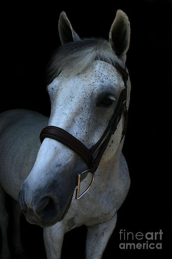 Vanessa-Ireland24 Photograph by Life With Horses