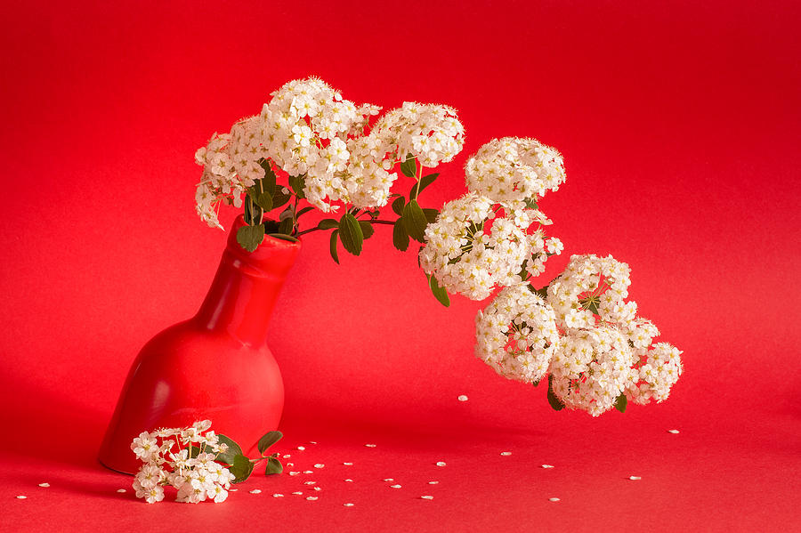 Flower Photograph - Vanhoutte Spirea flowers in a coral red vase by Cristina-Velina Ion