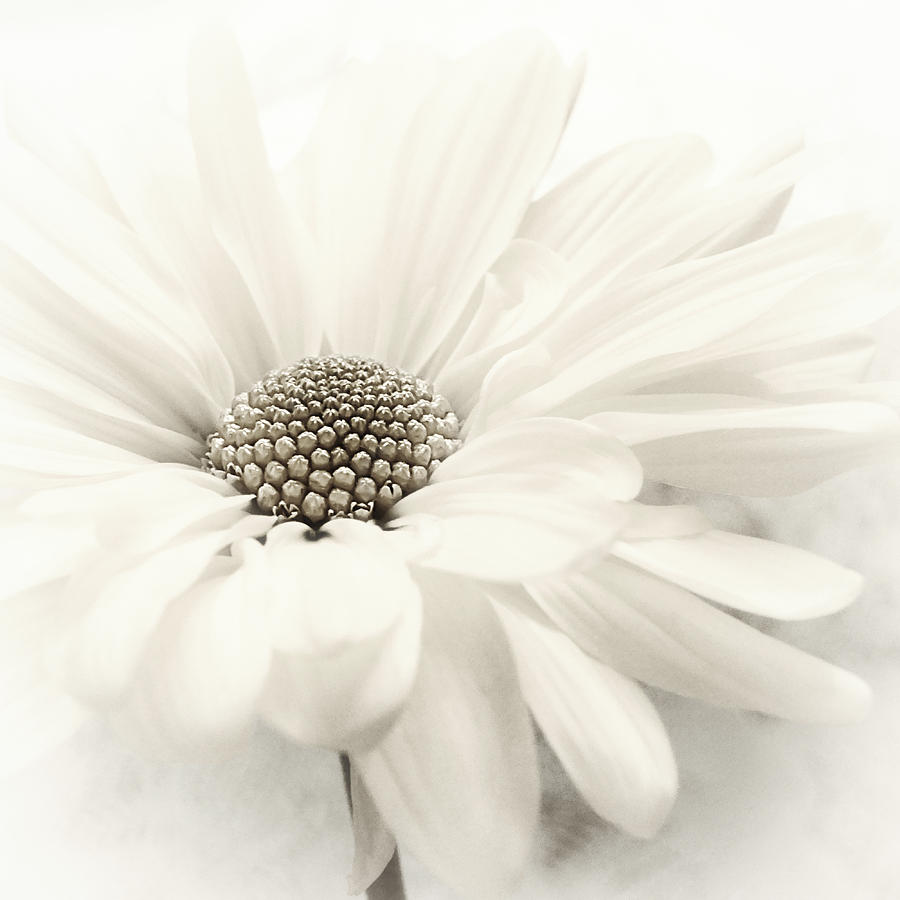 Daisy Photograph - Vanilla Ice by Darlene Kwiatkowski