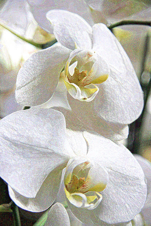 Orchid Photograph - Vanilla by Lali Kacharava
