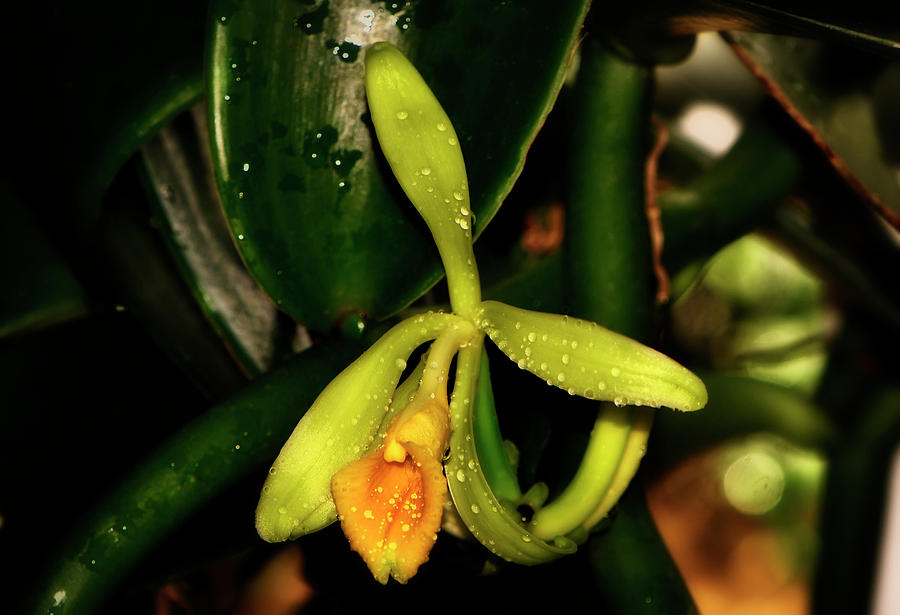 Vanilla Orchid 010 Photograph by George Bostian