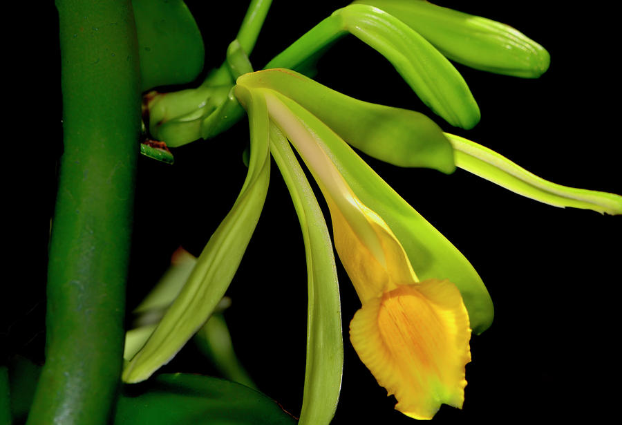 Vanilla Pompona - West Indian Vanilla Orchid 002 Photograph by George Bostian