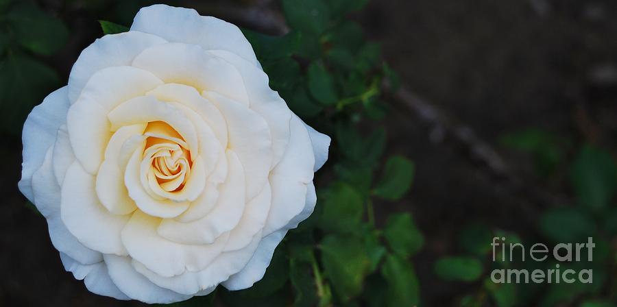 Vanilla Rose Photograph by Angela J Wright
