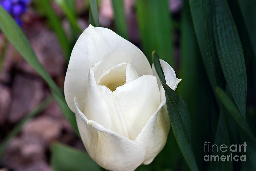 Vanilla Tulip Print Photograph by Gwen Gibson