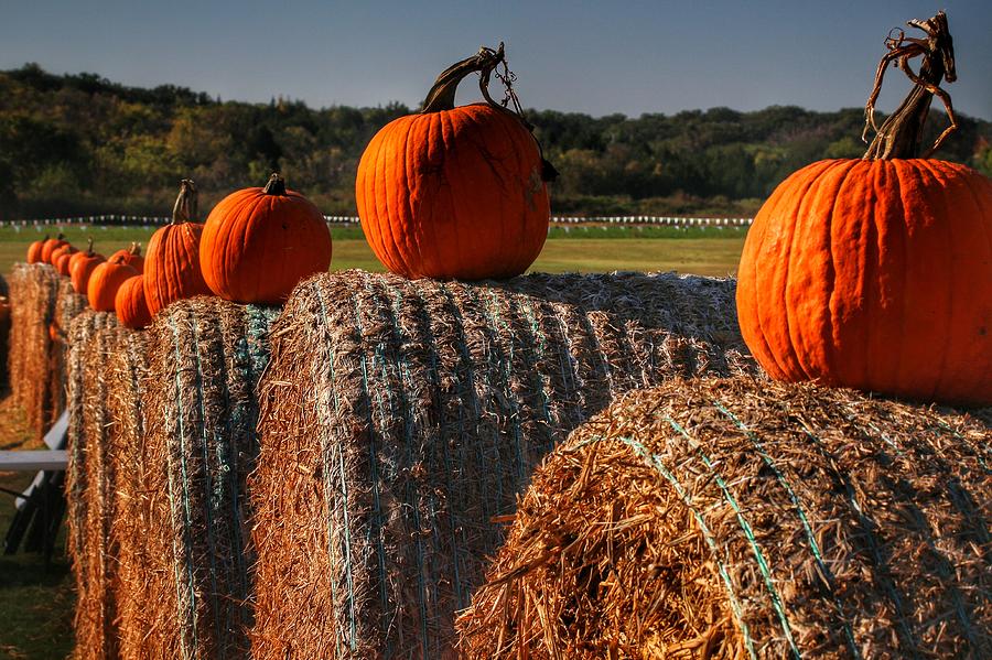 Vanishing Line of Pumpkins Photograph by Buck Buchanan