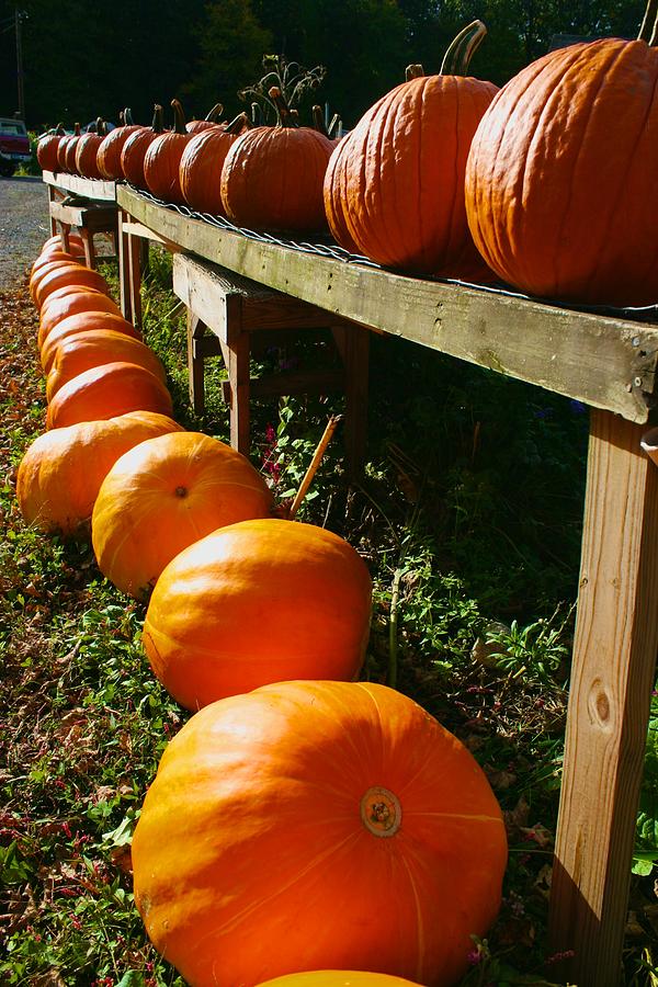 Vanishing Point Pumpkins Photograph by Polly Castor