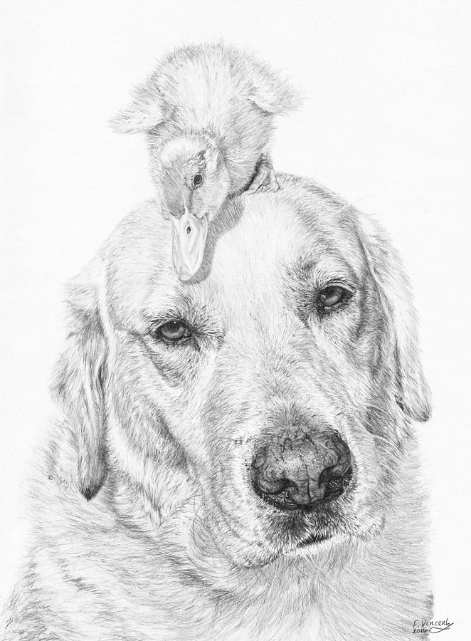 Dog Drawing - Vantage Point by Frances Vincent