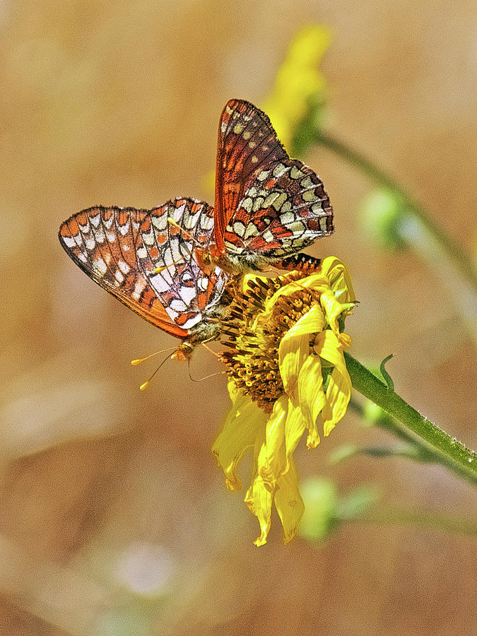 Variable Checkerspot Butterflies on a Sunflower near Mount Baldy Road, California Photograph by Ruth Hager