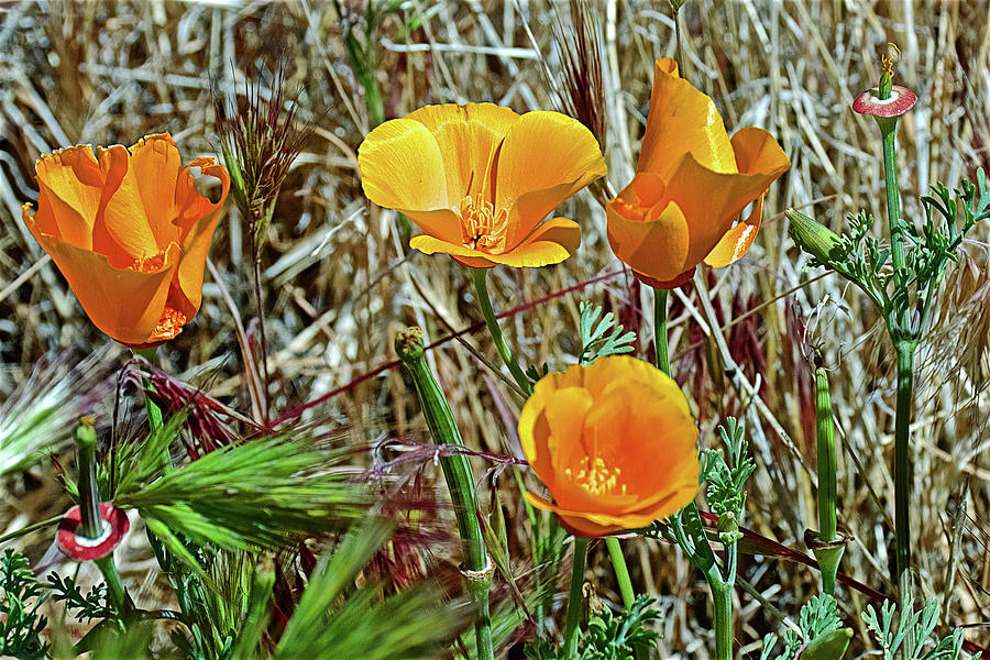 Variable Colors of California Poppies in Antelope Valley CA Poppy Reserve  Photograph by Ruth Hager