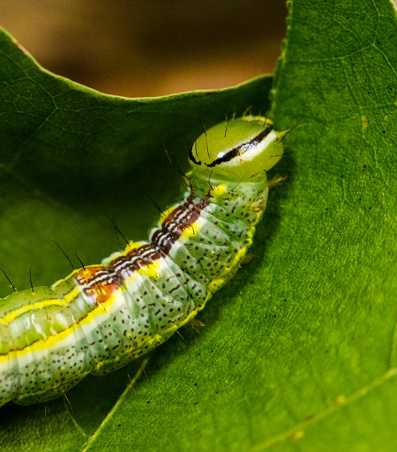 Variable Oak Leaf Caterpillar Feeding Photograph by Douglas Barnett ...