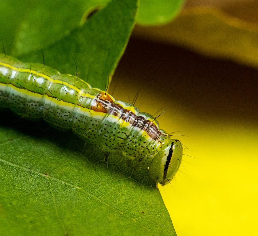 Variable Oak Leaf Caterpillar on Oak Leaf Photograph by Douglas Barnett ...