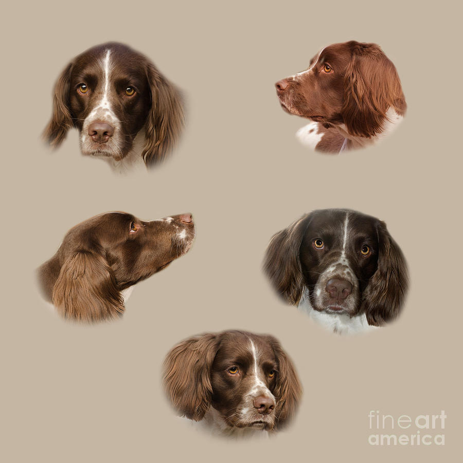 Variations Of A Spaniel Photograph by Linsey Williams