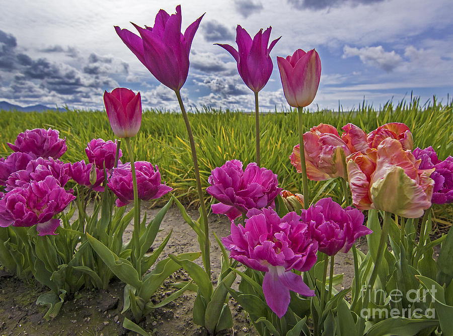Tulip Photograph - Variations of Pink by Sonya Lang