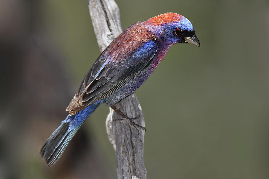 Varied Bunting Photograph by Alan Lenk