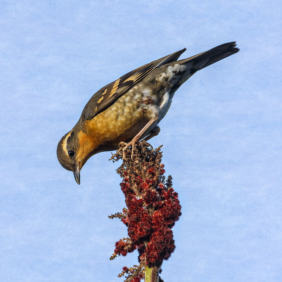 Varied Thrush Lunchtime Photograph by Wes and Dotty Weber