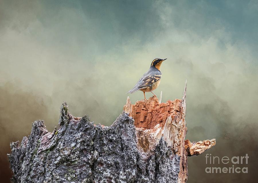 Varied Thrush on a Dead Tree Photograph by Eva Lechner