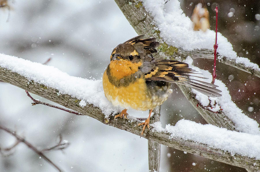 Varied Thrush On A Snowy Day Photograph