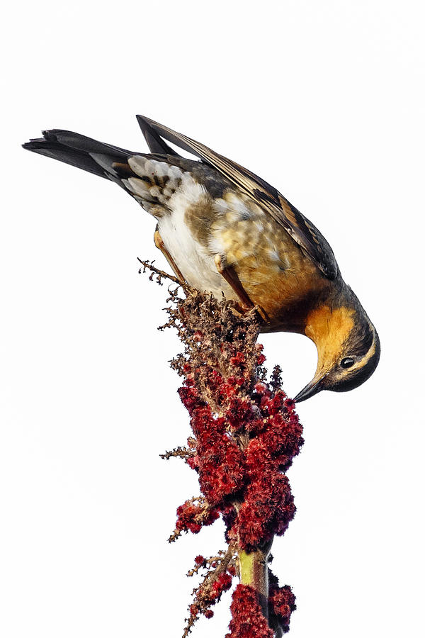 Varied Thrush On White Photograph by Wes and Dotty Weber