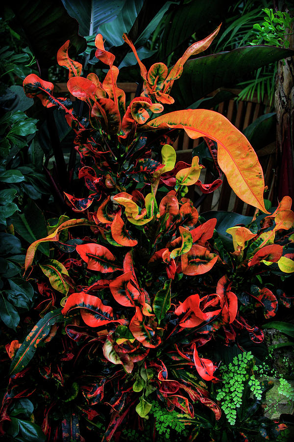 Variegated Croton Burst of Color Photograph by Bonnie Follett