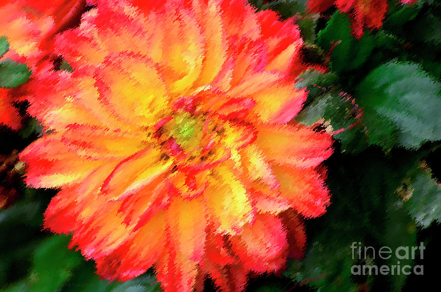 Variegated Dahlia Photograph by Debby Pueschel