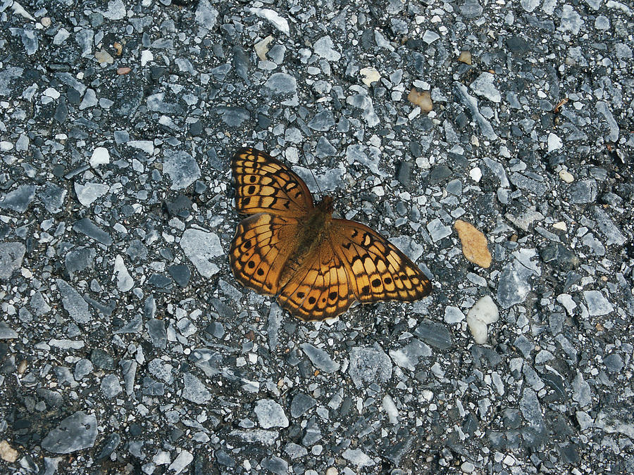 Variegated Fritillary Butterfly Camouflaged Among The Pebbles In The Asphalt Photograph by William Bitman