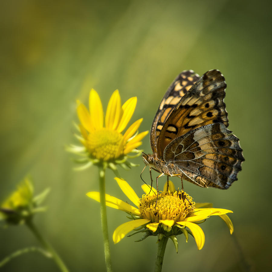 Variegated Fritillary Butterfly on Sunflower Photograph by Robert Potts