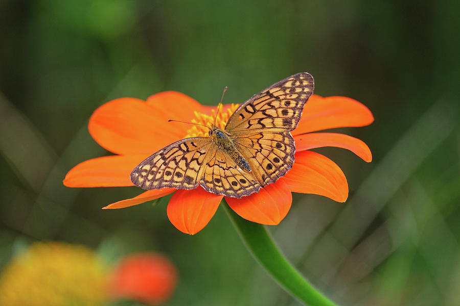 Variegated Fritillary on flower Photograph by Ronda Ryan