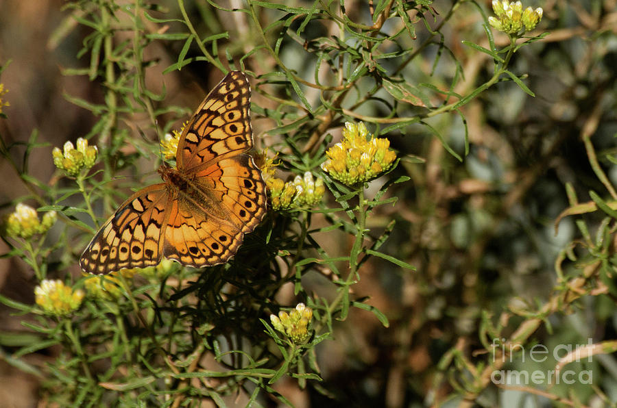  Variegated Fritillary butterfly  Photograph by Ruth Jolly