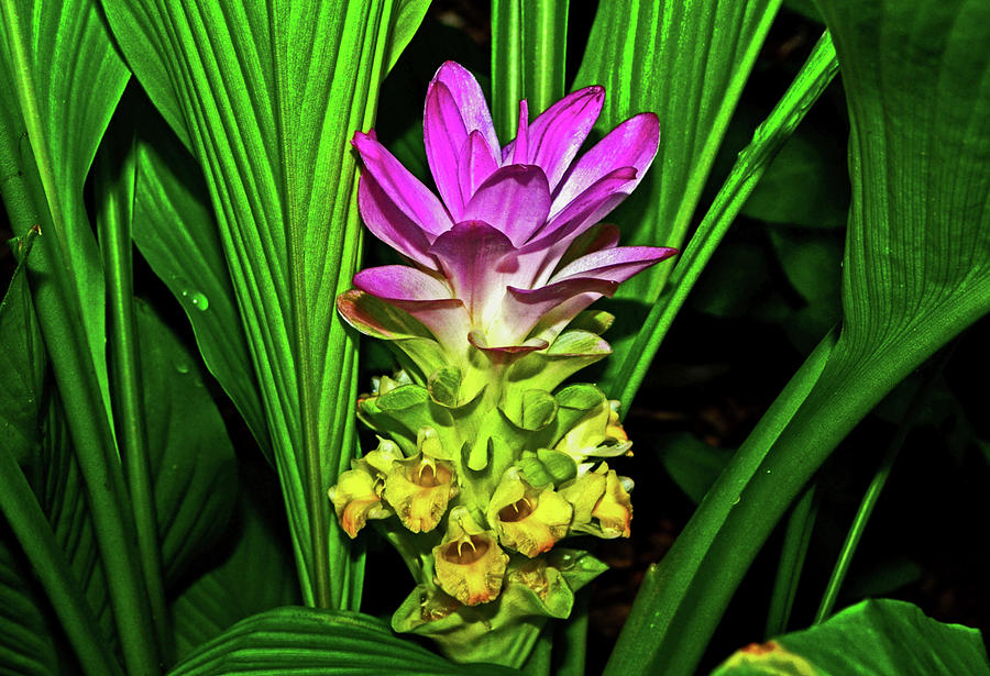 Variegated Hidden Ginger 001 Photograph by George Bostian