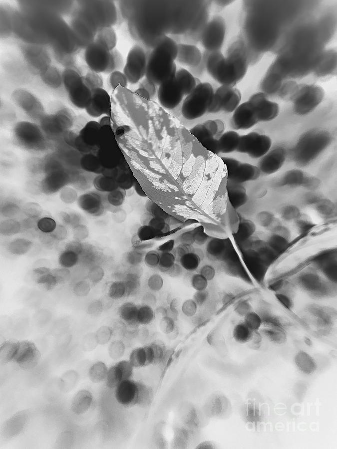 Flower Photograph - Variegated Leaf In Negative by Robert Coon Jr