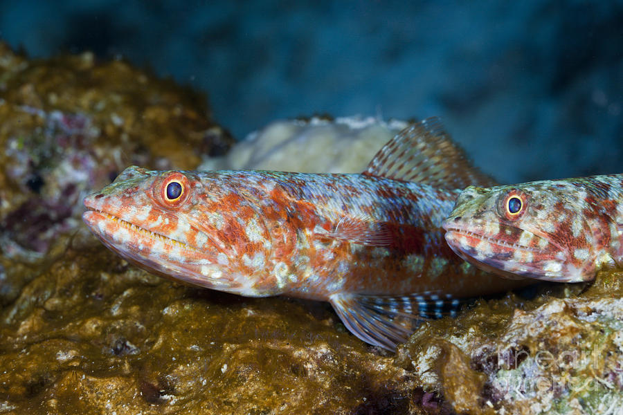 Variegated Lizardfish Photograph by Reinhard Dirscherl