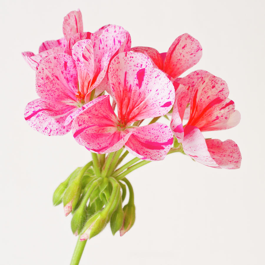Variegated Pink Geranium  Photograph by Sandra Foster